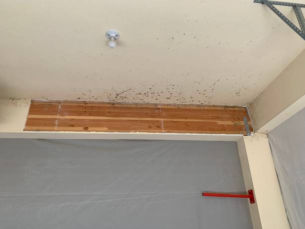 Best Mold Odor Removal Services  in Highlands, NC